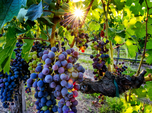 Veraison Sunstar Wide Crop 0273