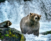 Bears of Katmai