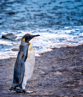 Adolescent King Falkland Islands_DSC9749