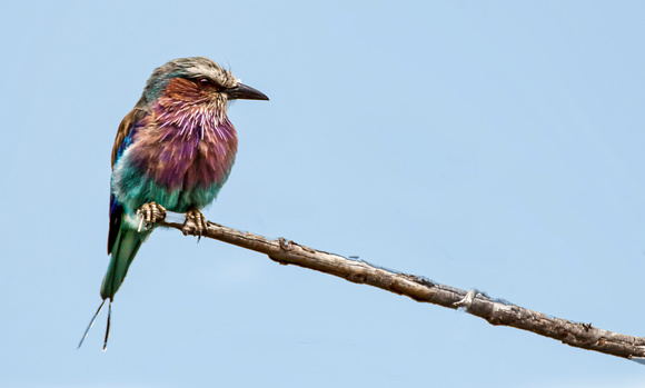 Bird Color 2 0012.