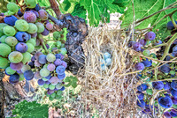 Veraison