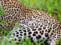 Leopard Body in Grass_0234