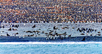 King Penguins South Georgia Island CV_DSC0397