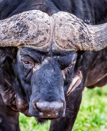 Cape Buffalo Close w Bird 0075