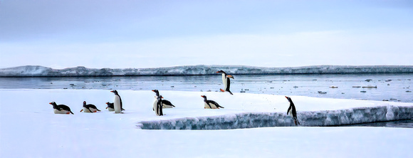 Flying Penguins 2_DSC3712