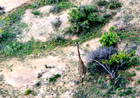 Giraffe from th Air 0022