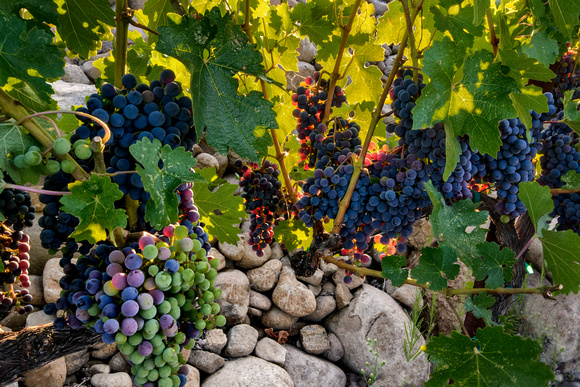 Veraison Wall Wide Yountville Vineyards July 2013__0238