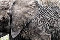 Elephant Ear and Profile 0281