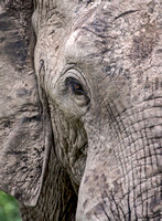 Elephant Eye Close-Up 0219