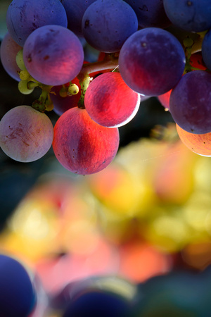 Veraison Yountville Vineyards July 2013__0101