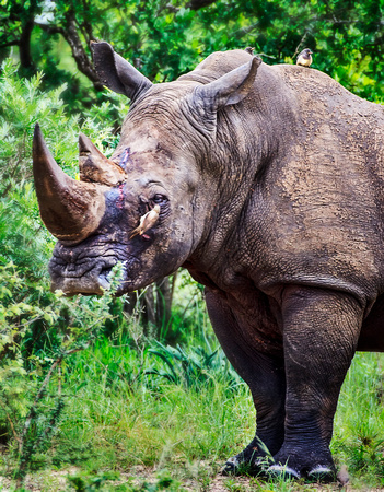 Rhino and Birds_0036