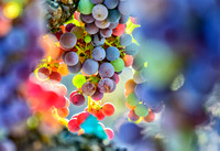 Veraison Frame Yountville Vineyards July 2013__0094