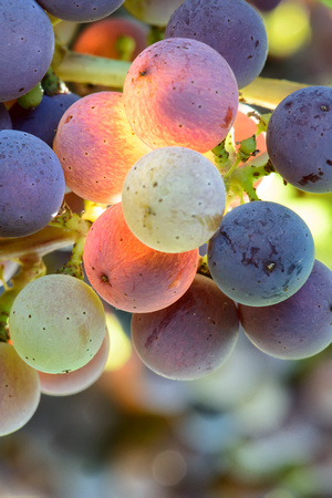 Veraison Transillumination Yountville Vineyards July 2013__0109
