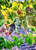 Old Growth Wide Nik HDR Yountville Vineyards July 2013__0208_HDR