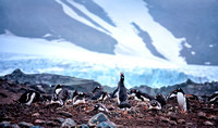 Gentoo Colony S Shetland_DSC2836