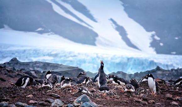 Gentoo Colony S Shetland_DSC2836