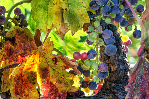 Veraison Leaves Yountville Vineyards July 2013__0049